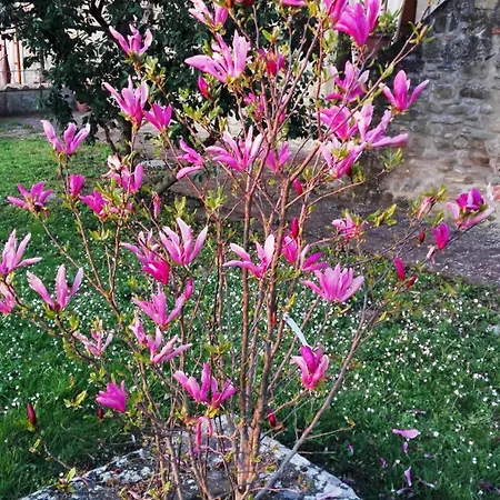 Il Gelso